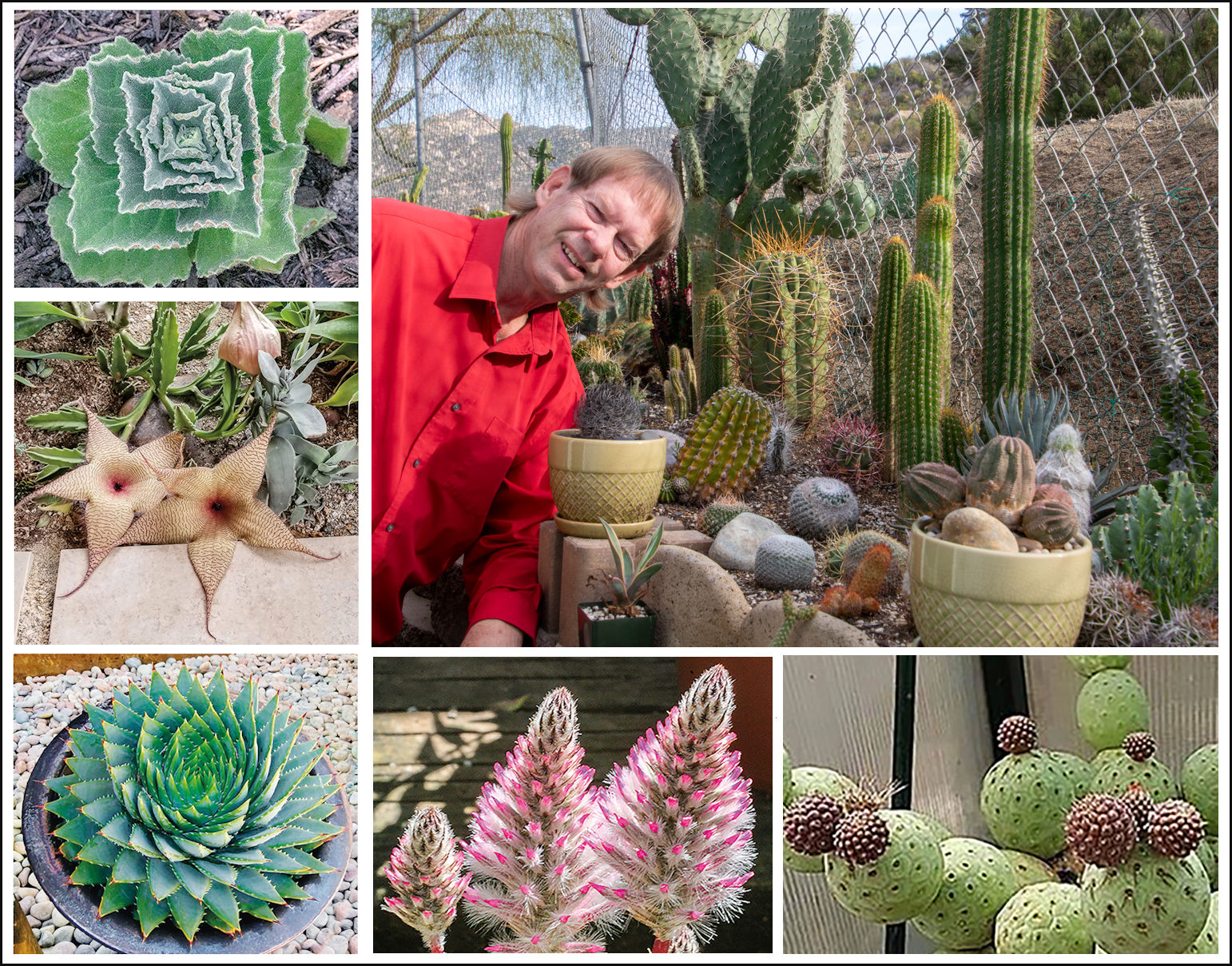 Sitemapcdatahttpswuwkniqoocomsan Gabriel Valley Cactus And Succulent Society
